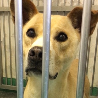 紐の首輪が巻いてある大柄成犬オス