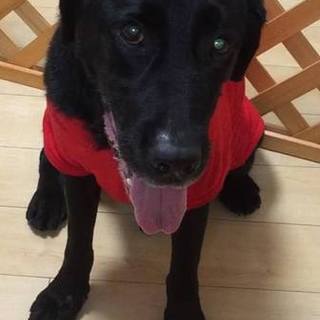 黒ラブ１０歳１１か月　里親募集一旦停止します。