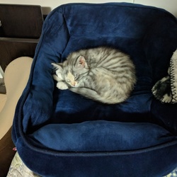 猫をダメにするクッション