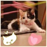 の写真