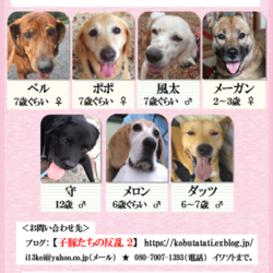 道満祭り会場にて合同ふれあい会（譲渡会）開催！ サムネイル2