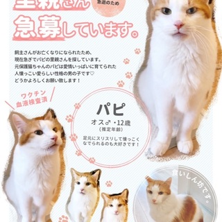 【急募】飼い主さん急逝: 超甘えん坊のパピ君