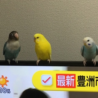 ボタンインコとセキセイ2羽