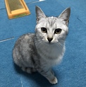 甘えん坊！美人さん！
