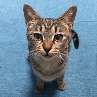 甘えん坊！男の子！可愛いキジトラ君