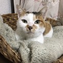猫の里親募集中