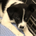 生後2か月 大型犬予想仔犬
