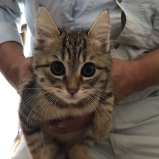 丸顔の可愛い男の子