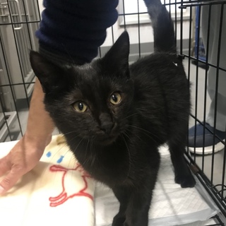 里親様決まりました☆人馴れ抜群♡クロ猫君