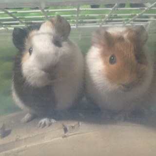 モルモットの子供   右の子