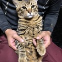 急募！！