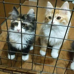 猫のごえんむすび