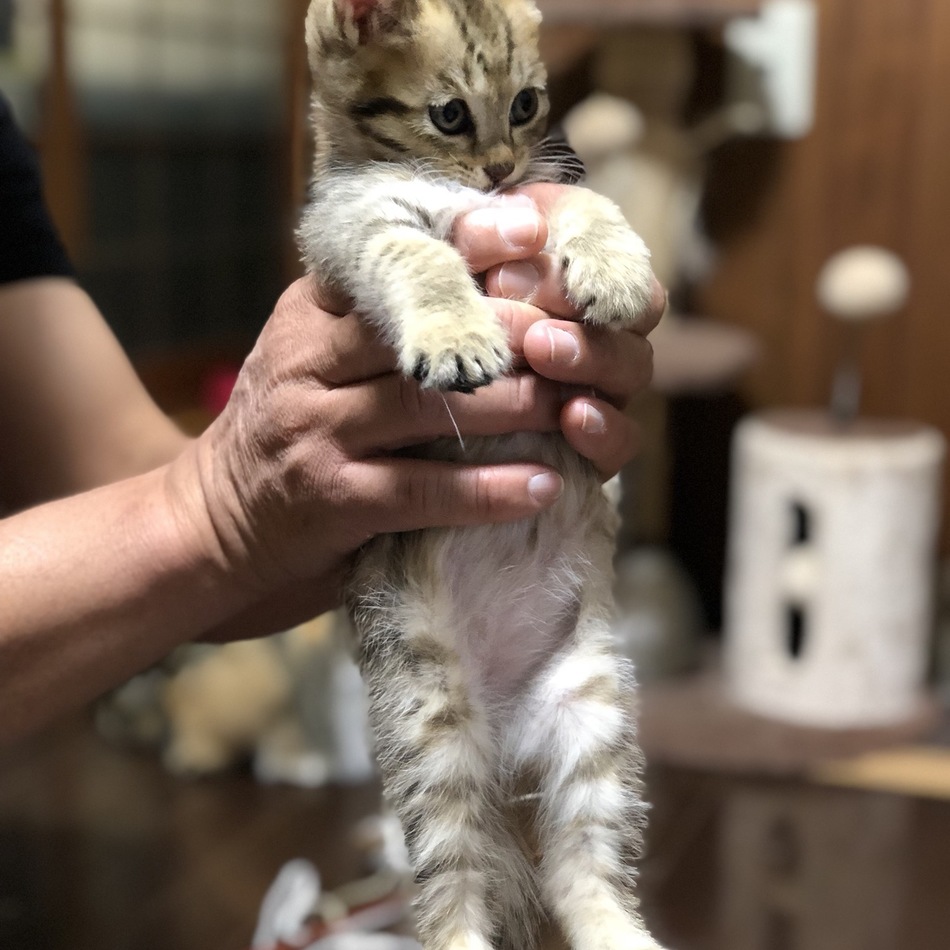 きじちゃんのカバー写真