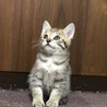 【里親緊急募集‼︎】 キジ柄、少し臆病な男の子です。 ネコジャラシのオモチャが大好きです。  9月7日にうちで保護していたニャンコ2頭がダブル出産で計8頭の赤ちゃんを生みました  母猫の授乳と愛情いっぱいな環境で生後約1カ月が経ち日々やんちゃ盛りとなって来ました  人を警戒する事のない親猫も子猫も近寄るとみんな近づいてきてネコまみれになれて幸せなひとときを毎日味わっているところです^ ^  しかし先住犬や猫がすでにいる我が家ではいつまでも飼育できない為、心優しい方へ引き取って頂き子猫達の余生を託したいと思います。  昨今、アニマルホーダーや虐待目的で動体を引取る非道な輩が多いようなので一定の面談をした後、お譲りするしないの精査をさせて頂き譲渡とさせて頂きます。