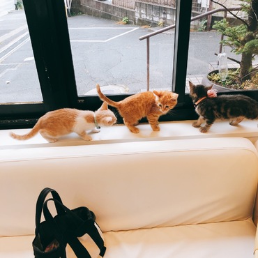 イカリ三兄妹集結！