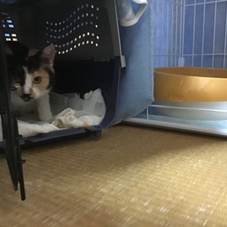 うちに来て1か月