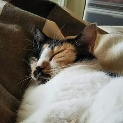 「うちに来て1か月」サムネイル2