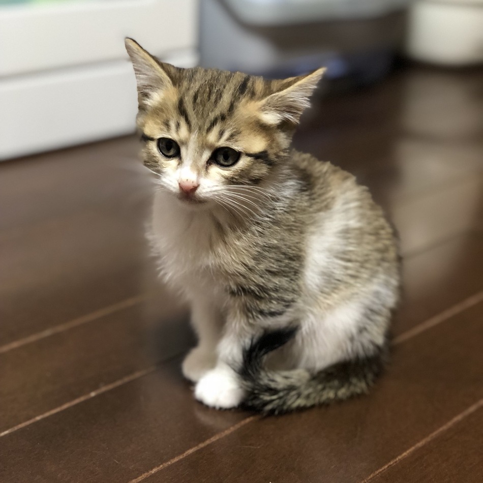 バンちゃんのカバー写真