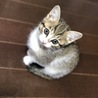 【里親緊急募集‼︎】 雑種の少し臆病な女の子です。 ネコジャラシのオモチャが大好きです。  9月7日にうちで保護していたニャンコ2頭がダブル出産で計8頭の赤ちゃんを生みました  母猫の授乳と愛情いっぱいな環境で生後約1カ月が経ち日々やんちゃ盛りとなって来ました  人を警戒する事のない親猫も子猫も近寄るとみんな近づいてきてネコまみれになれて幸せなひとときを毎日味わっているところです^ ^  しかし先住犬や猫がすでにいる我が家ではいつまでも飼育できない為、心優しい方へ引き取って頂き子猫達の余生を託したいと思います。  昨今、アニマルホーダーや虐待目的で動体を引取る非道な輩が多いようなので一定の面談をした後、お譲りするしないの精査をさせて頂き譲渡とさせて頂きます。