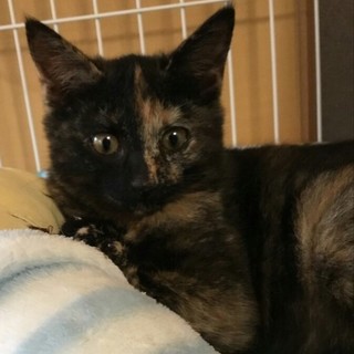 しっかり者で賢い…オンリーにゃん♪さびがら仔猫☆