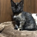 里親さん募集！2ヶ月ちょっと子猫ちゃん