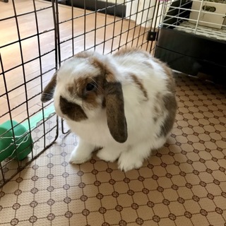 有難うございました