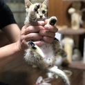 里親さん募集！2ヶ月半の可愛いキジ柄