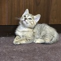 里親さん募集！2ヶ月半の可愛い子猫ちゃん