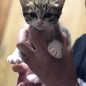 里親さん募集！2ヶ月半の可愛い子猫ちゃん