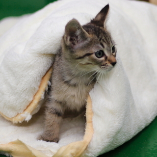 譲渡対象猫紹介