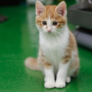 譲渡対象猫紹介