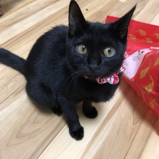 お淑やかな黒子猫、マチルダちゃん