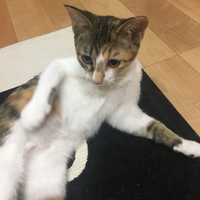 きなこ