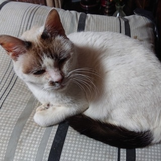 高齢者が飼育する猫6匹の新しい家族を探しています