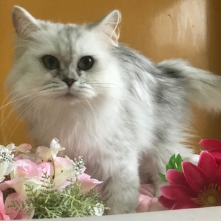 ペルシャ ヨメちゃん♀ 交渉中