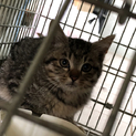 保護したばかりの子猫