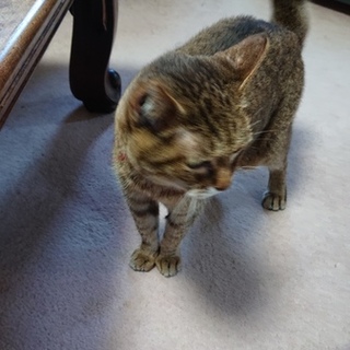 高齢者が飼育する猫6匹の新しい家族を探しています