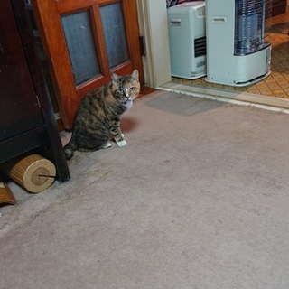 高齢者が飼育する猫6匹の新しい家族を探しています