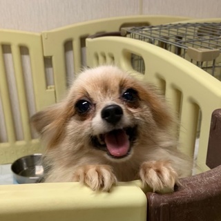 決定☆『エルフィ』笑顔が素敵な明るい子