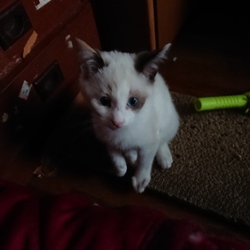 そろそろ三期生に幸せな家族を