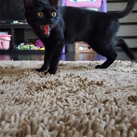 チョコ