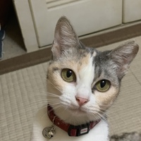 レム