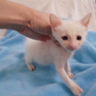 動画あり人懐こい白猫いおにあん君奇形あり