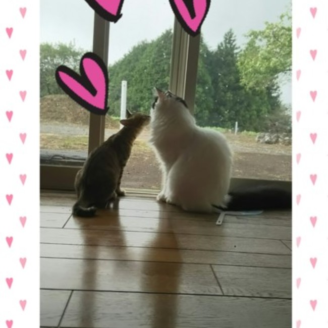 まいねこのカバー写真
