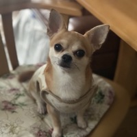 ビビ