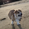 はじめての砂浜