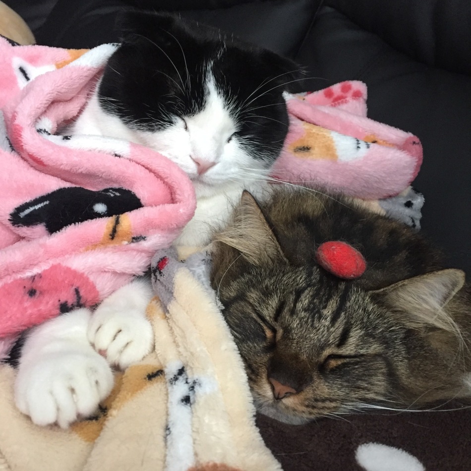 ひめのカバー写真