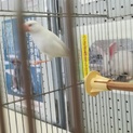 急募！白い文鳥の里親さま