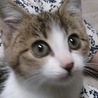 メイ