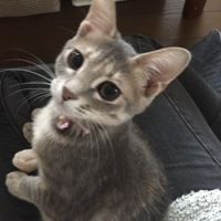 ひな